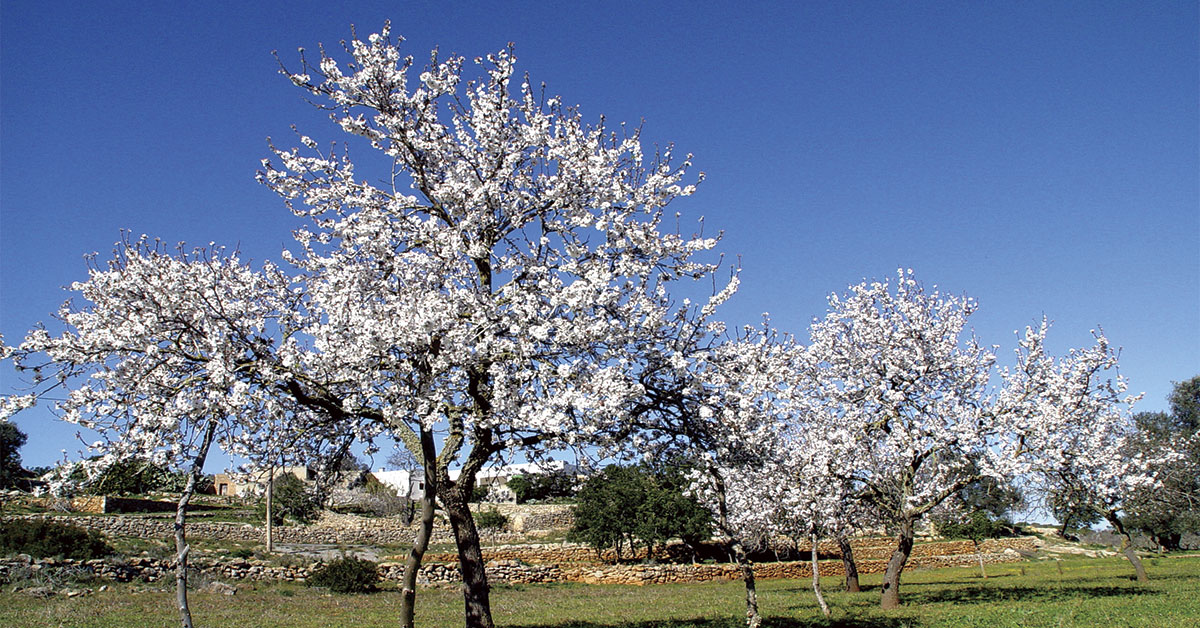 Almond trees of Pla de Corona