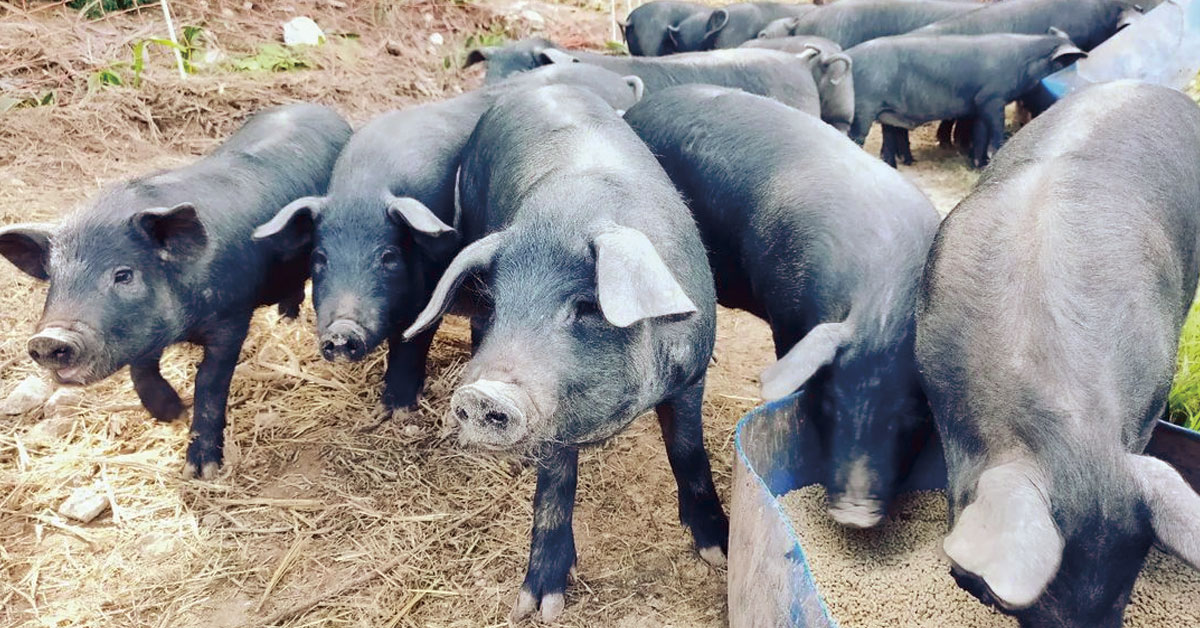 carnadncoop ibizan pig