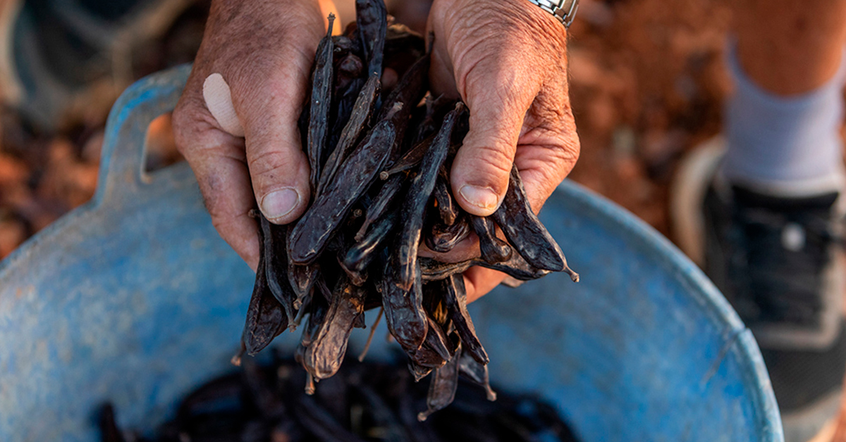 Farmer's hands holding a handful of Ibiza carob beans