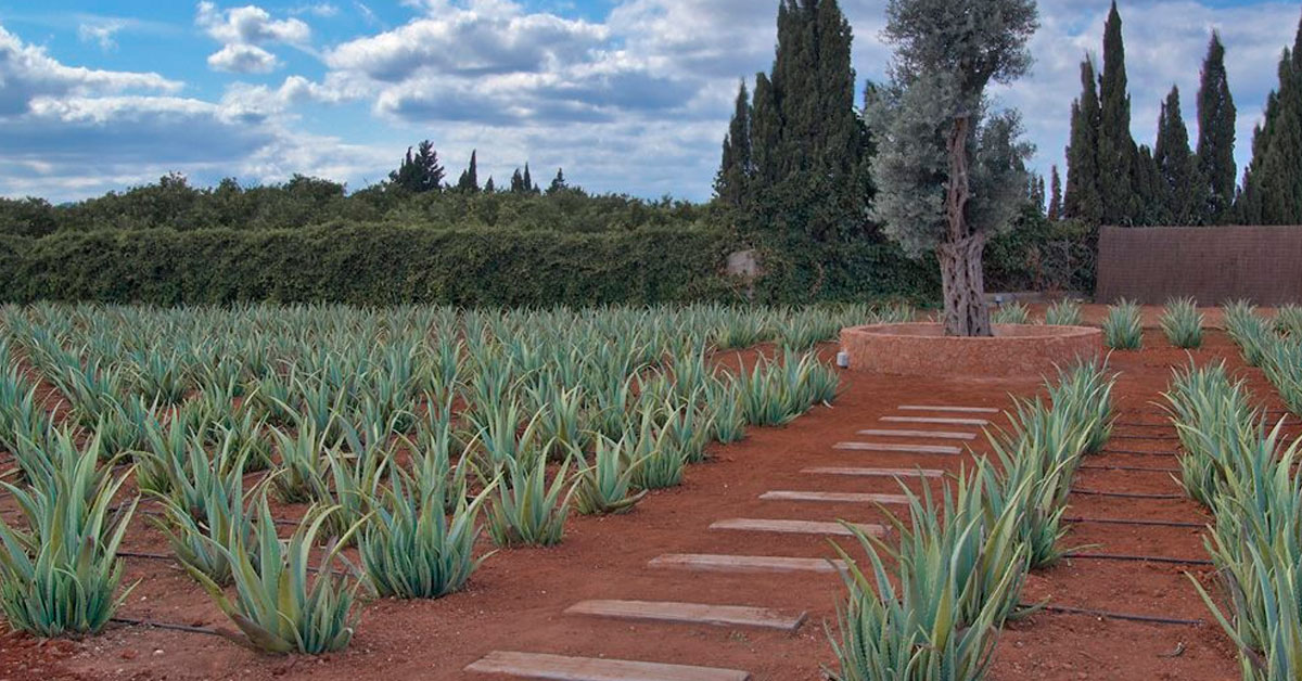 Aloe vera from Ibiza