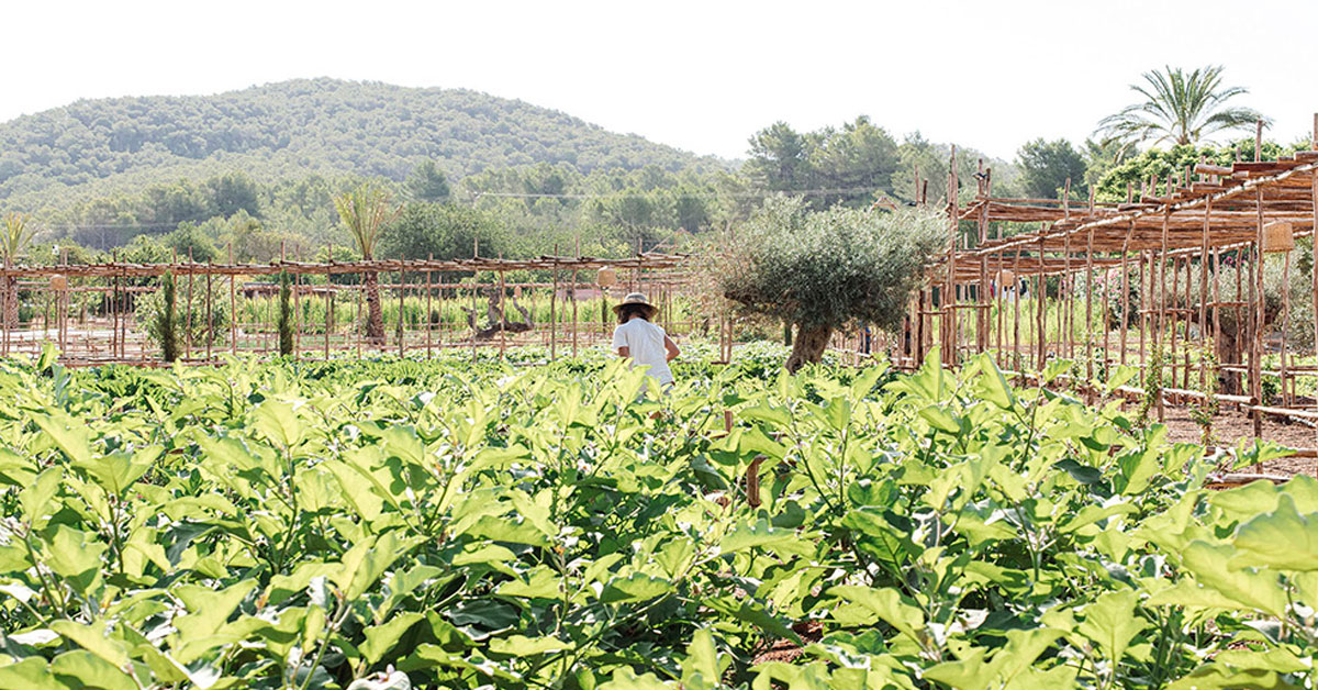 Produce from the garden to the table at La Veranda in Atzaró