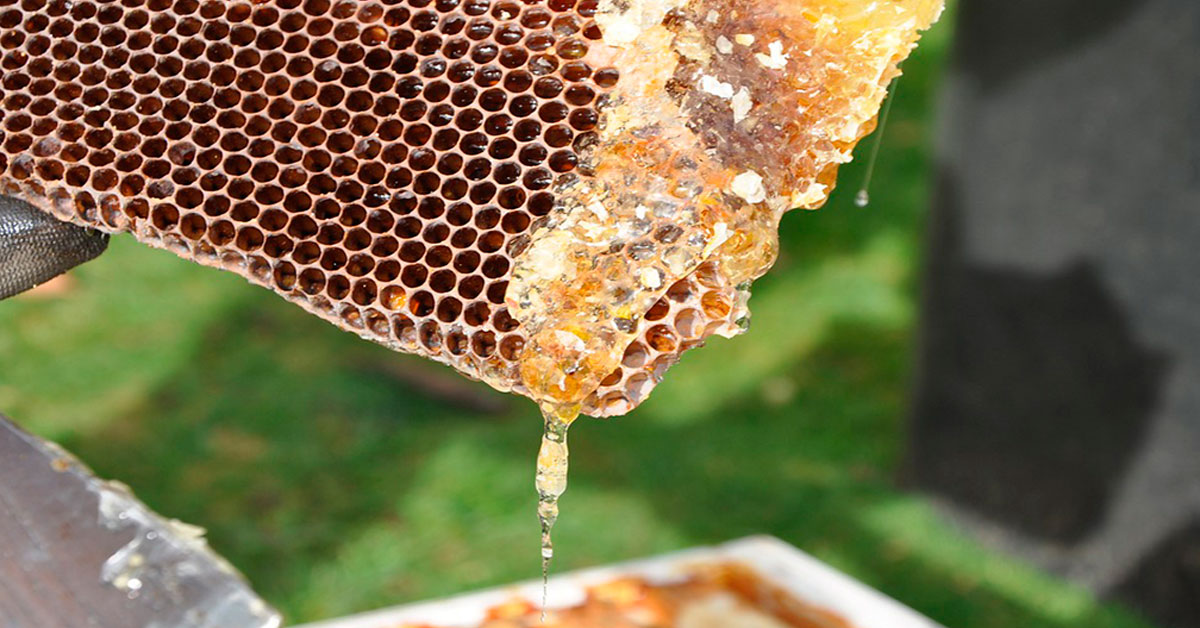Native honey from Ibiza