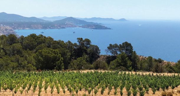 IGP - Vino de Ibiza