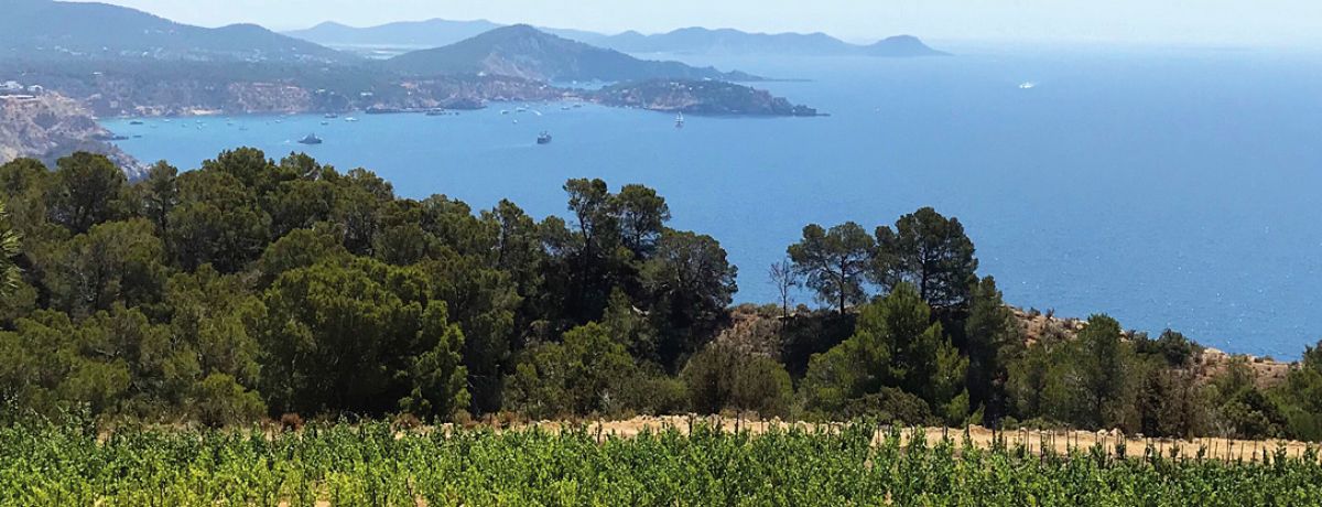 IGP - Local wines