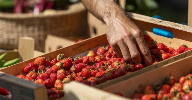 images/Coop_Agricola_Sant_Antoni/cooperativa-fresas-9f3cf858.jpg